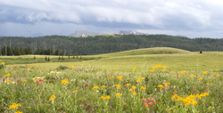 Flat Tops Flowers 7476